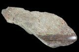 Polished Dinosaur Bone (Gembone) Section - Utah #96430-1